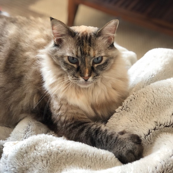 dreamcatcherxxx